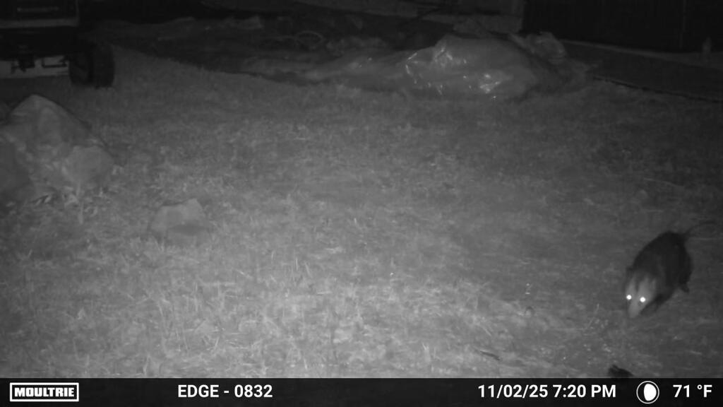 晩のオポッサム  11-2-25