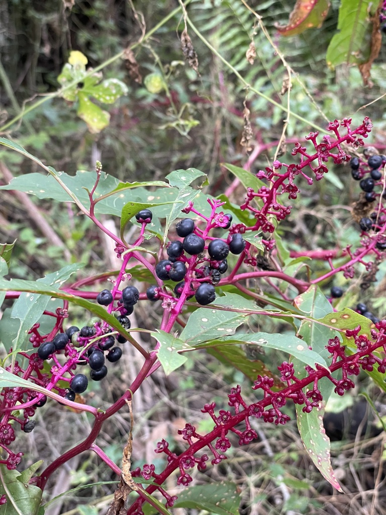 Phytolacca americana var rigida 11-28-23