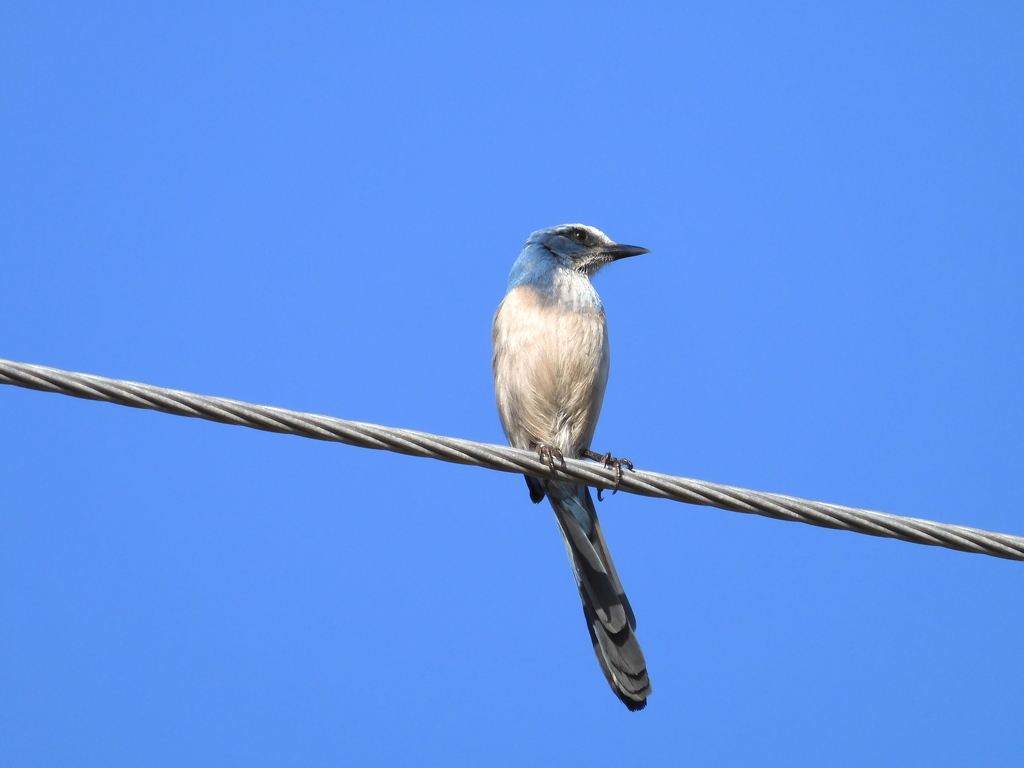 Florida Scrub Jay No2 Flew in 12-31-22