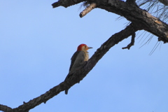 Red-bellied Woodpecker on a Pine Tree