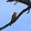 Red-bellied Woodpecker on a Pine Tree