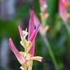 Parrot's Beak 8-20-25