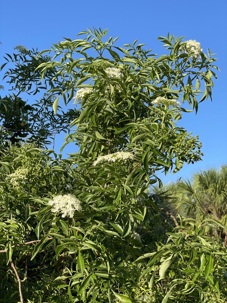 Sambucus nigra subsp. canadensis　6-27-23