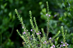 Winged Loosestrife 7-9-25