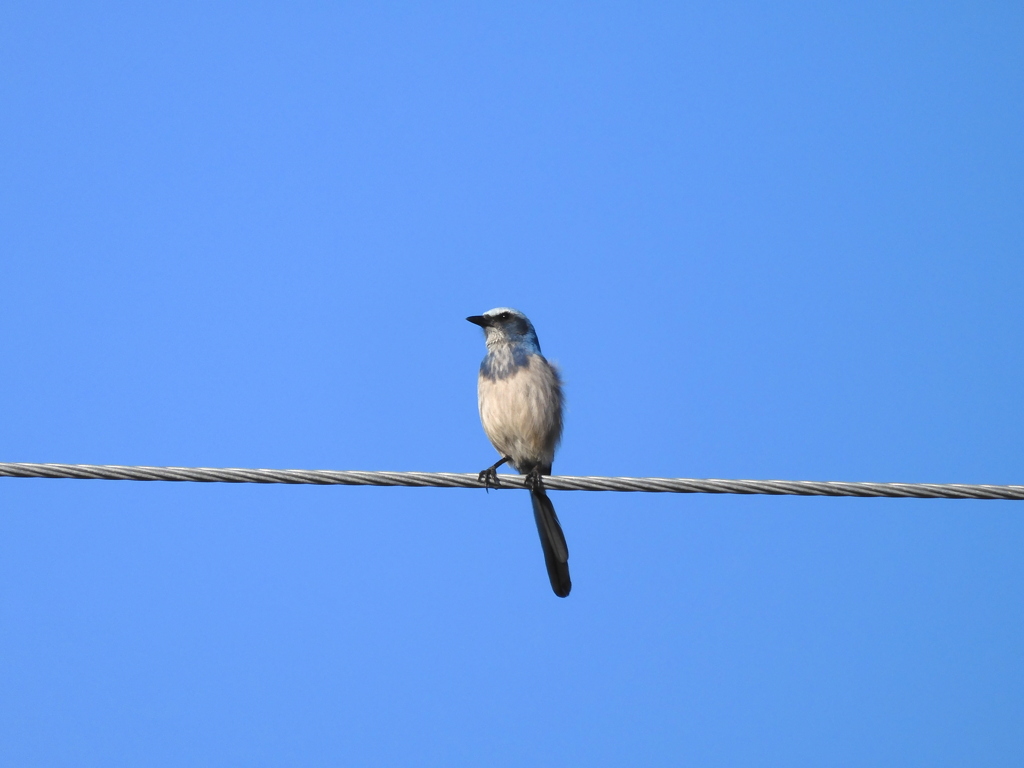 Florida Scrub Jay No1 12-31-22