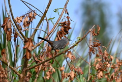 Gray Catbird III 10-27-24