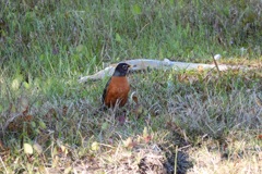 American Robin 2-21-24