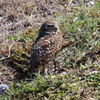 An Owlet and Momma 4-10-25