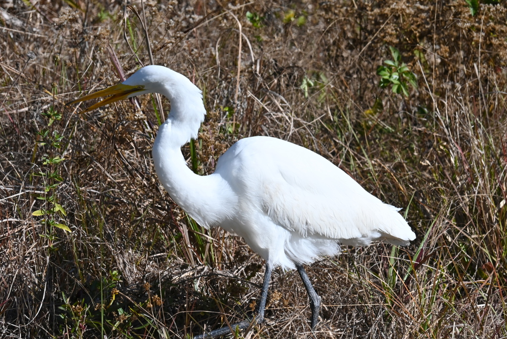 踊り食いのあと　1-20-26