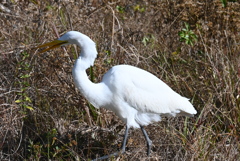 踊り食いのあと　1-20-26