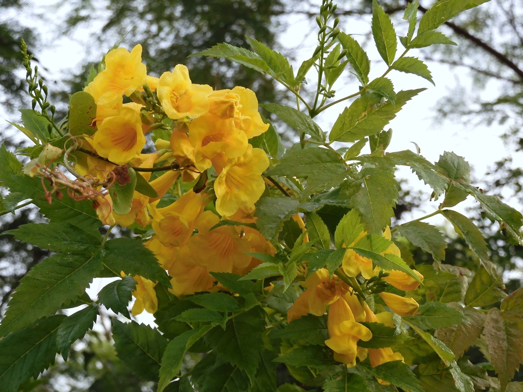 Yellow trumpetbush　10-22-23