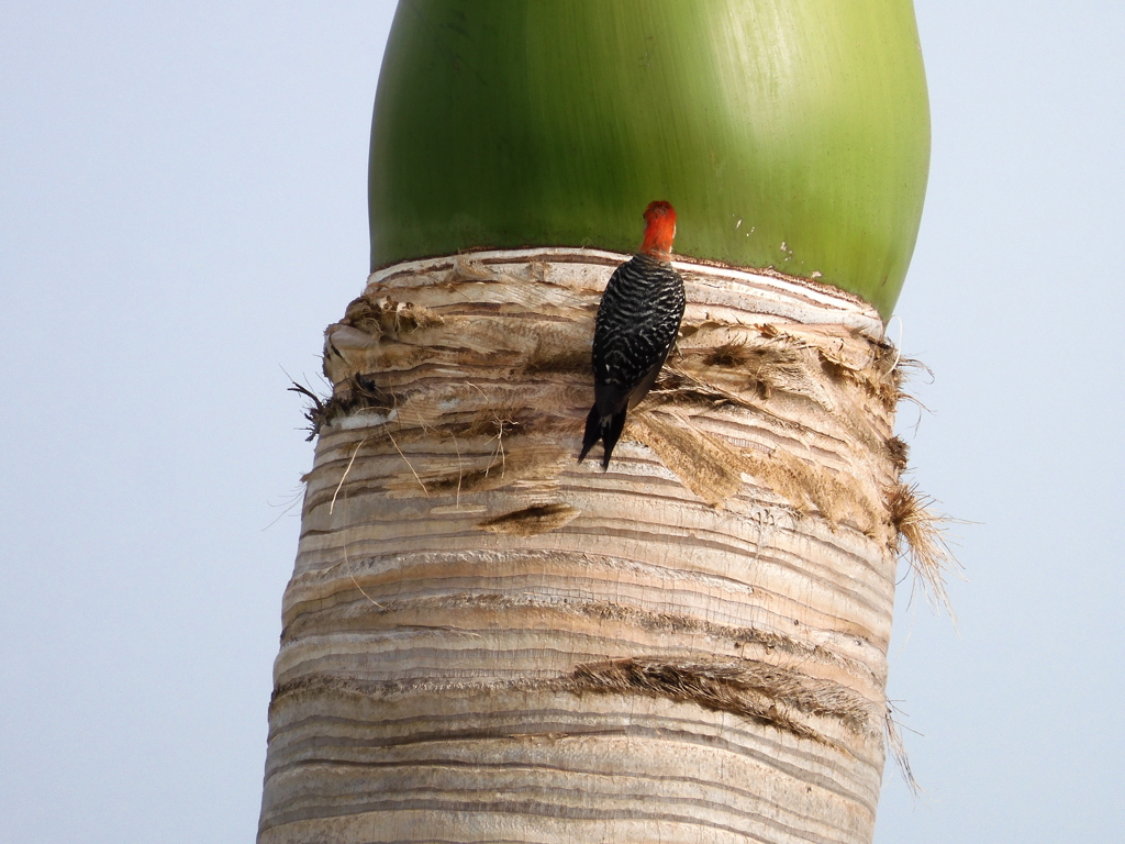 Red-bellied Woodpecker 5-25-23