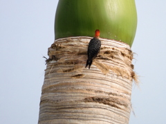 Red-bellied Woodpecker 5-25-23