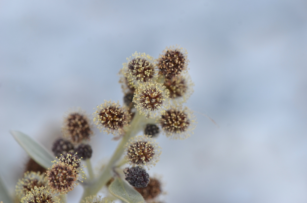 Silver Buttonwood II 5-8-23