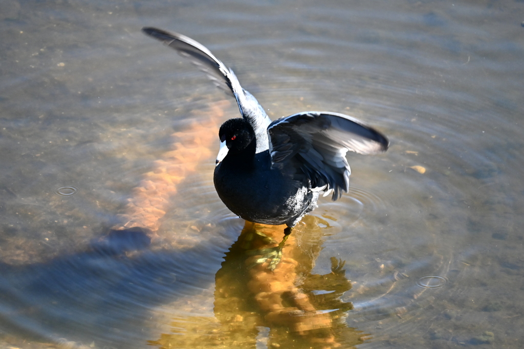 ばさばさばさ　11-18-25