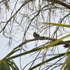 House Wren 10-27-24