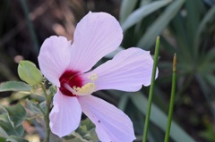 Hibiscus grandiflorus II 7-17-25