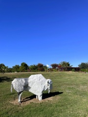 White Bison 12-16-25