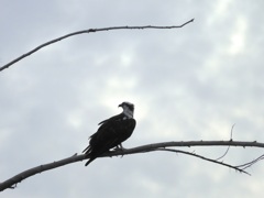 Female Osprey III 9-24-23