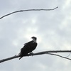 Female Osprey III 9-24-23