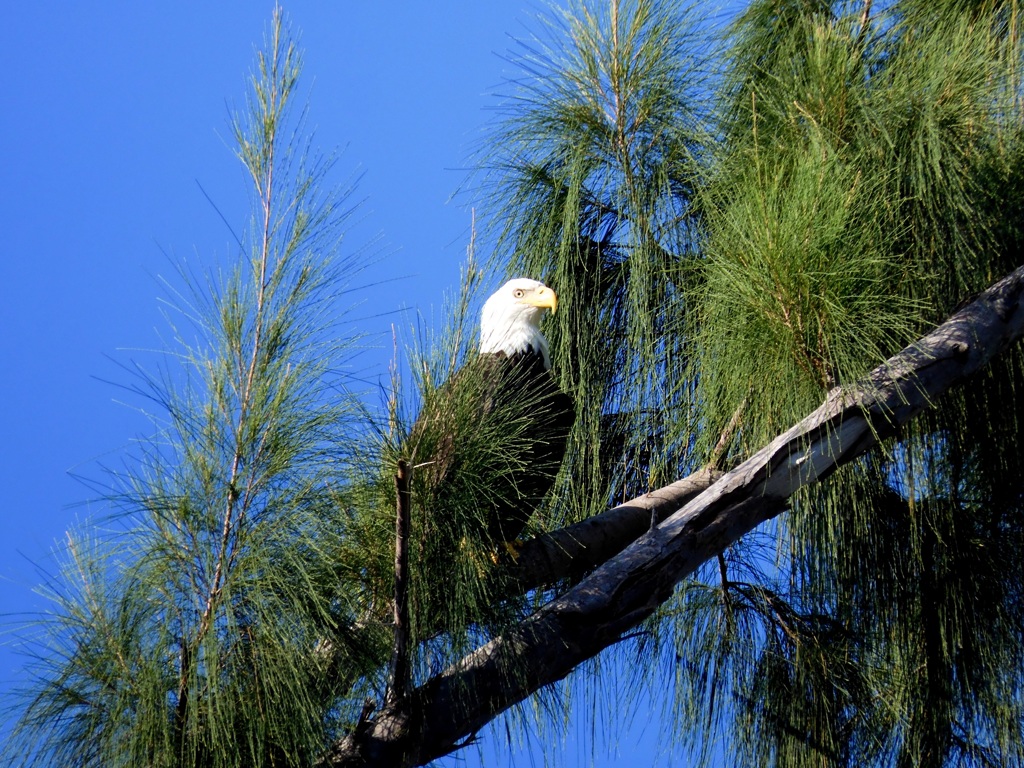 Bald Eagle II 9-10-23