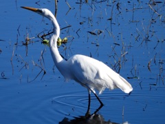 Ardea alba egretta  10-15-25