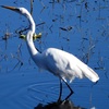 Ardea alba egretta  10-15-25