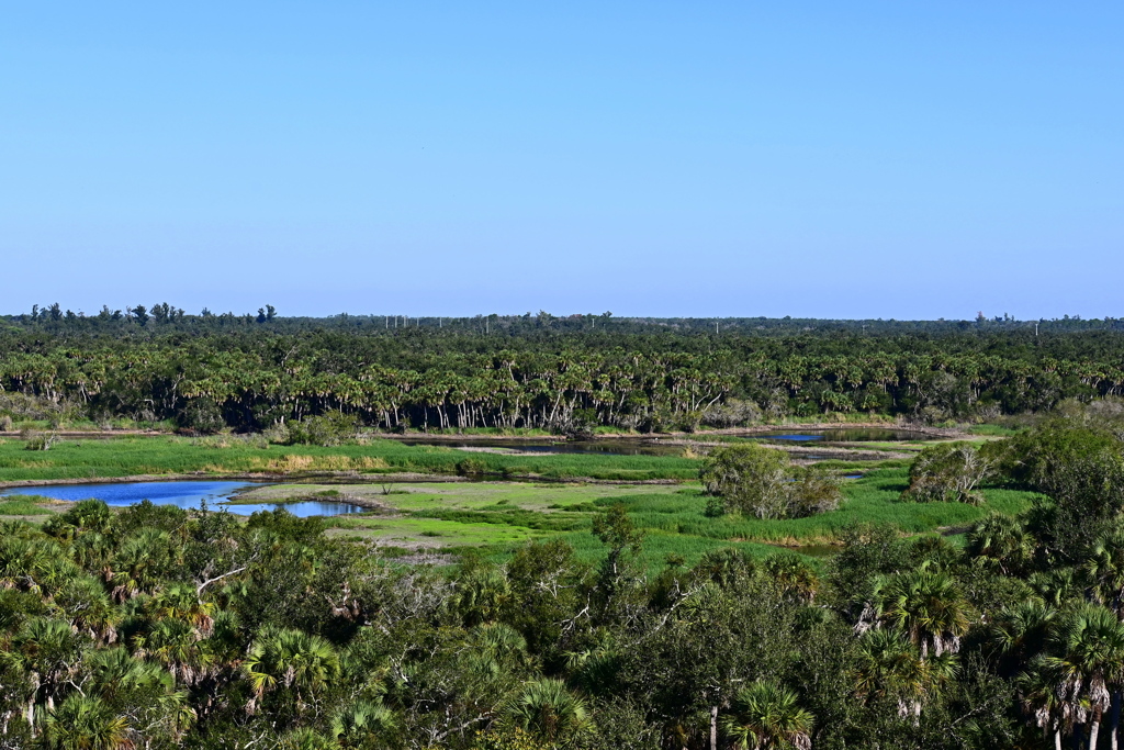 Myakka River 10-15-25