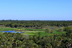 Myakka River 10-15-25