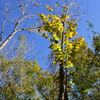 American Elm 11-29-23