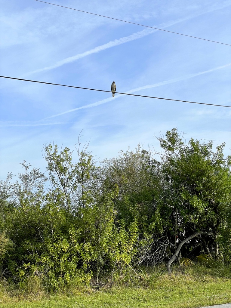 Red Shoulder Hawk III 11-24-23