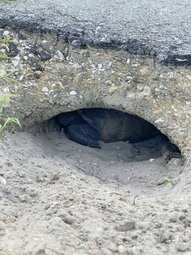 Sleepy Gamera 8-12-25