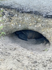 Sleepy Gamera 8-12-25