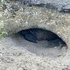 Sleepy Gamera 8-12-25