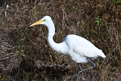 しっぽがちらり　1-20-26