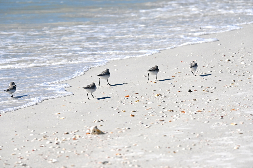 Busy Sanderlings 11-26-24