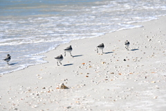Busy Sanderlings 11-26-24