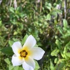 White Alder I 8-6-23