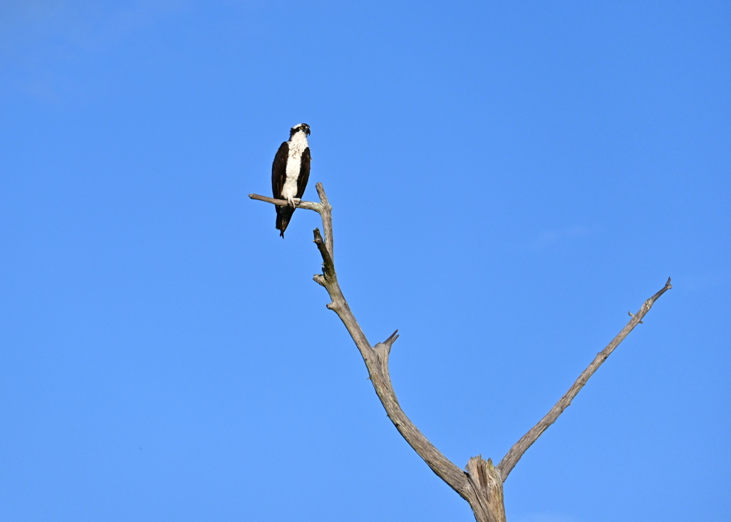 Osprey II 10-5-24