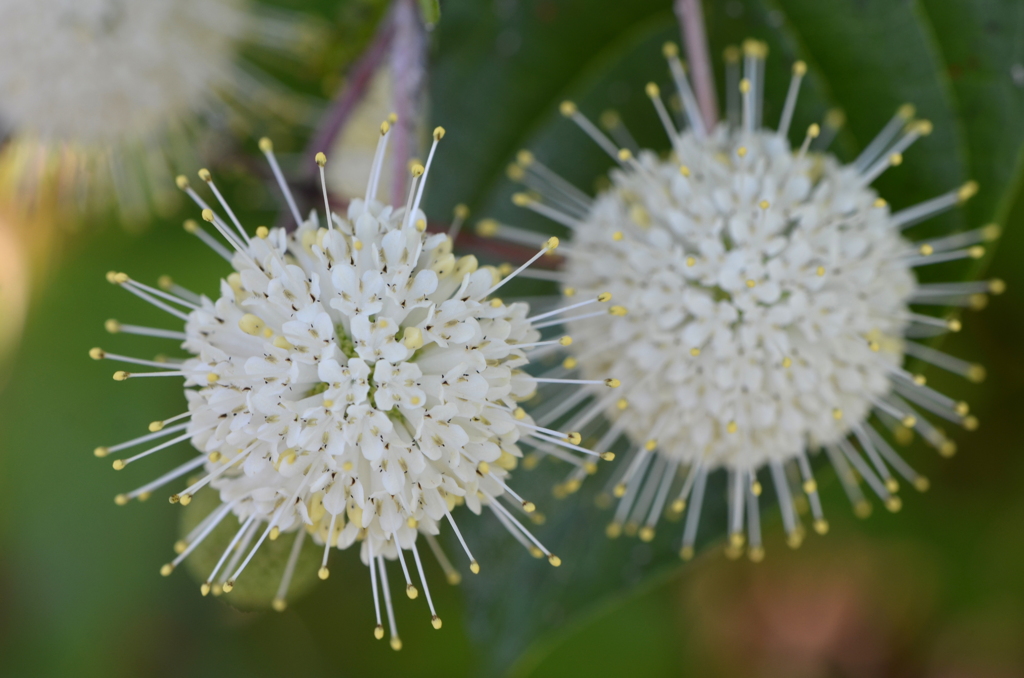 Honey Bells I 5-10-23