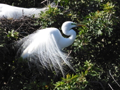 Great Egret Displaying 2-9-23