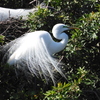 Great Egret Displaying 2-9-23