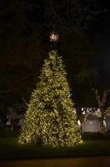 Sarasota Christmas Tree 2 12-6-22