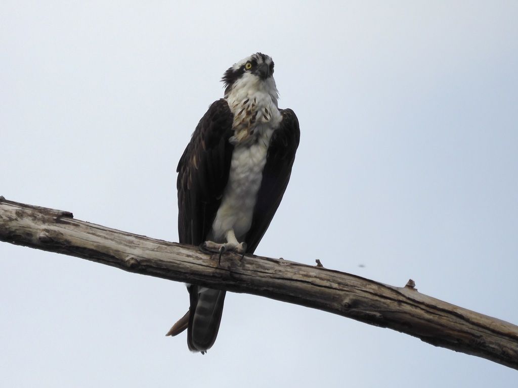 Female Osprey IV 10-8-23