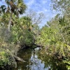 Tranquil in the Jungle 3-5-25