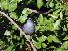 Gray Catbird I 1-18-23