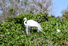 白すぎちゃって　1-30-26