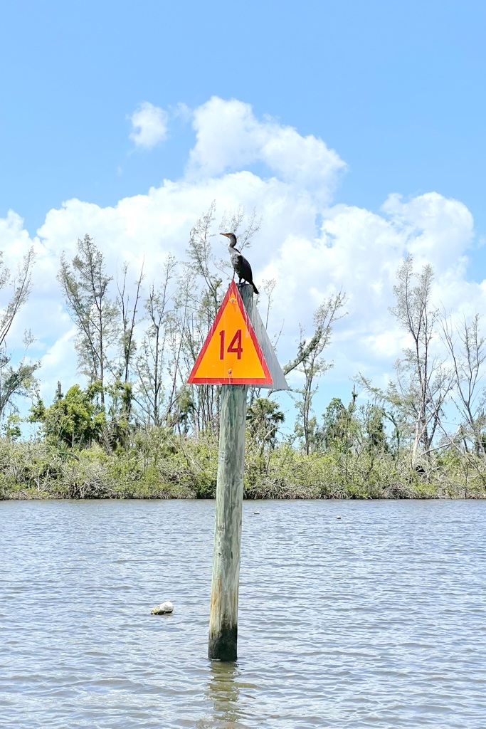 Juvenile Double-crested Cormorant 4-20-2