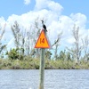 Juvenile Double-crested Cormorant 4-20-2