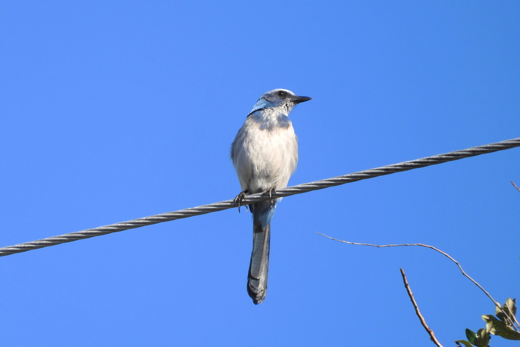 Florida Scrub Jay II 3-1-23